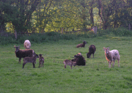 1st Soay Lambs at Willow Brook