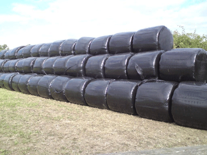 Red Clover Silage Bales