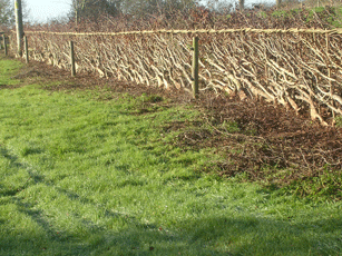 New Laid Hedge 