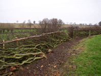 Newly laid Hedge