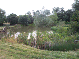 Spring fed wildlife pond