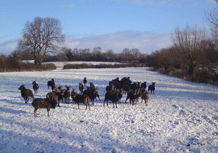 Hardy soays in snow