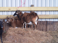 Soay Rams