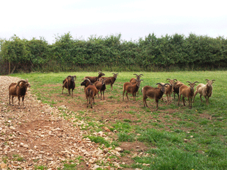 Soays in field