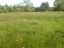 Wildflower Hay meadow